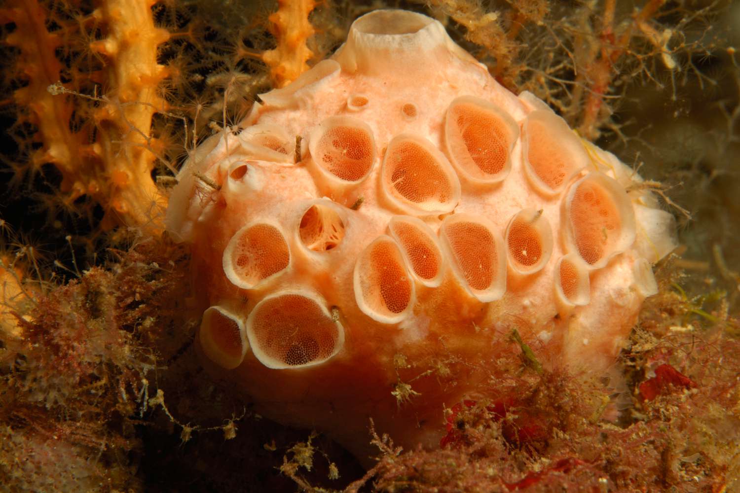 A sponge in water