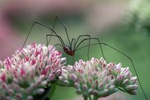 Daddy Longlegs (Opiliones)