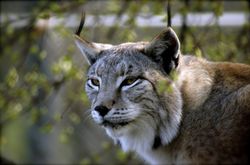 lynx, or lince in Spanish