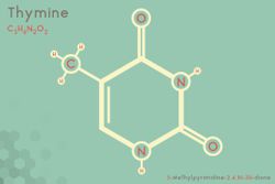 Thymine molecule facts