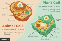 Illustration of the differences between plant cells and animal cells