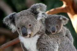 Koala and Joey