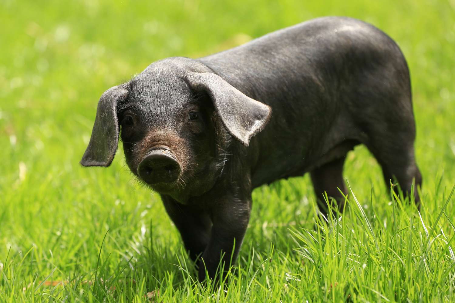 Even young piglets understand how reflection in a mirror works.