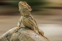 Bearded dragon