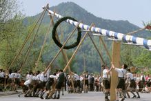 Alignment of maytree in Aschau, Bavaria, Germany