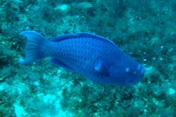 blue parrotfish