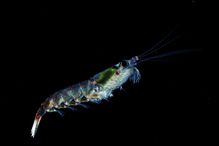 Antarctic krill Euphausia superba