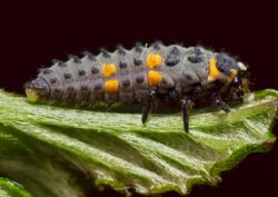 Lady beetle larva