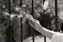 Close Up Of Hand Feeding Birds