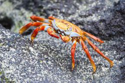 Sally Lightfoot crab (Grapsus grapsus)