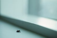 Dead Fly on Window Sill