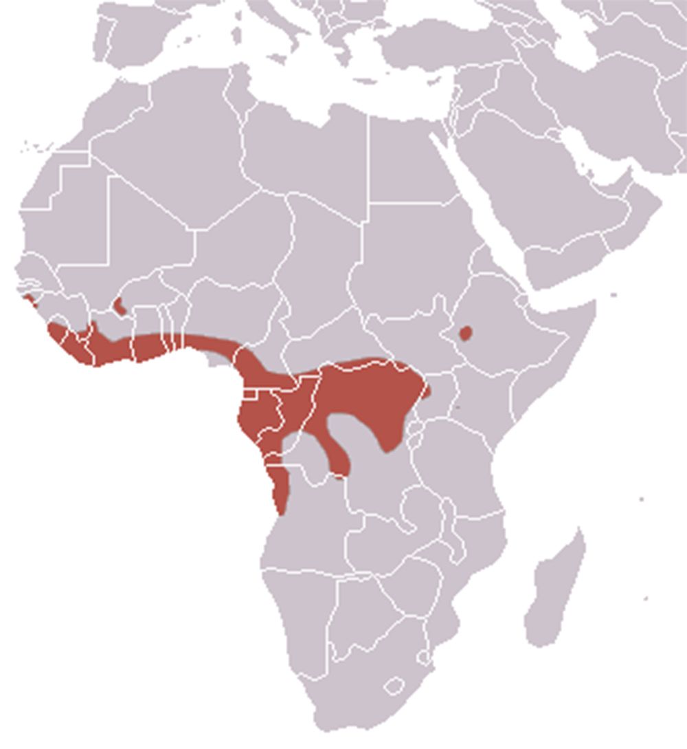 Hammer-headed bat distribution map