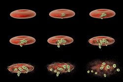 Malaria merozoites ultimately rupture red blood cells, dispersing more parasites