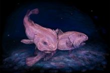 Blobfish at their appropriate sea depth.