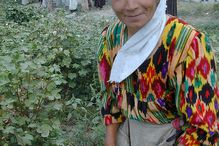 Woman in Tajikistan, Central Asia doing farmwork