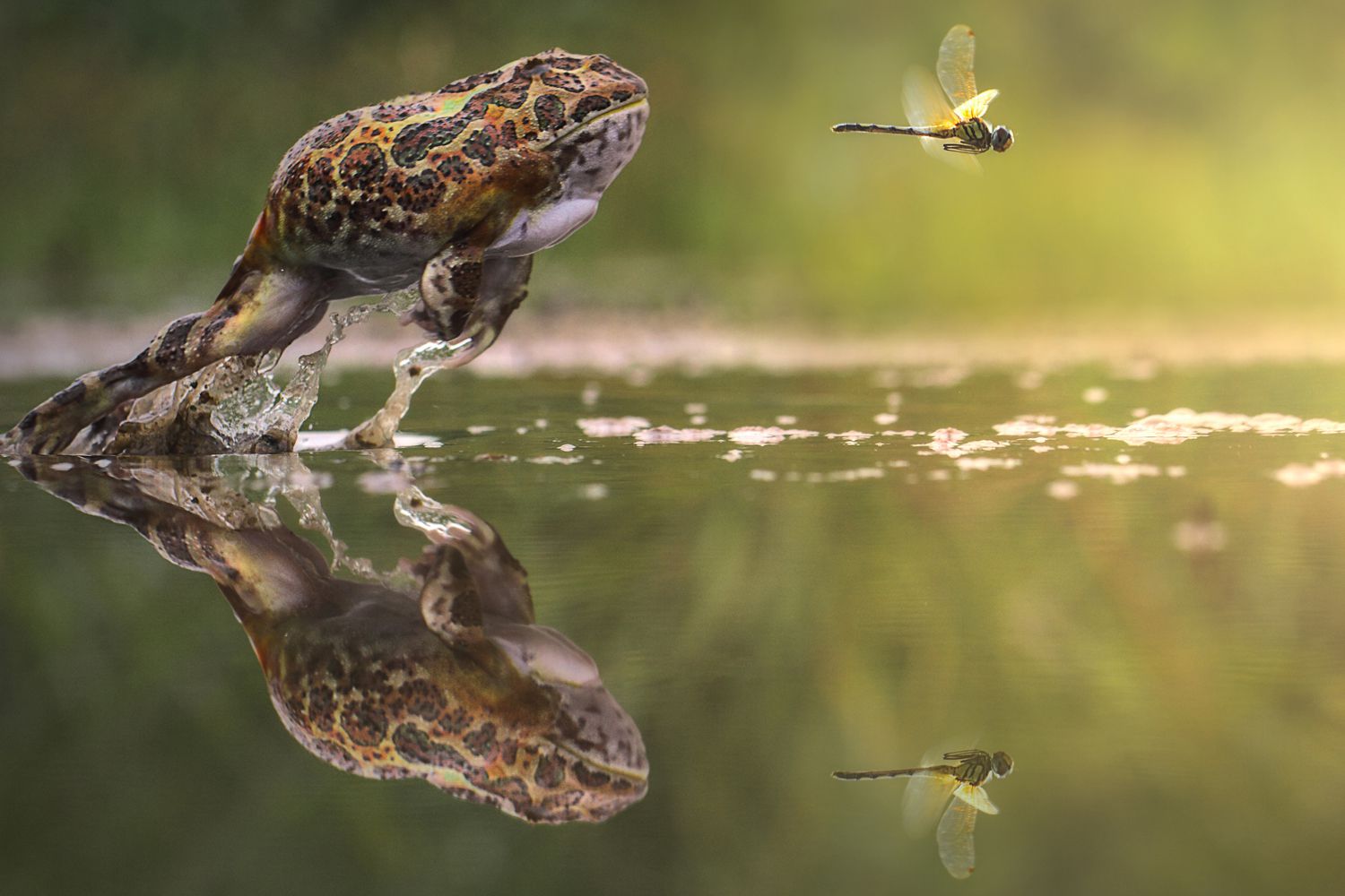 A frog leaps out of the water
