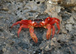 Christmas Island red crab