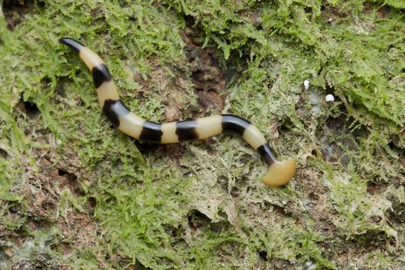 Hammerhead Flat Worm, Bipalium sp., Malaysia