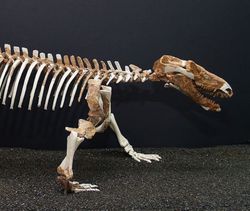 Procynosuchus, a close relative of Thrinaxodon