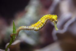 Longsnout or slender seahorse (Hippocampus reidi)