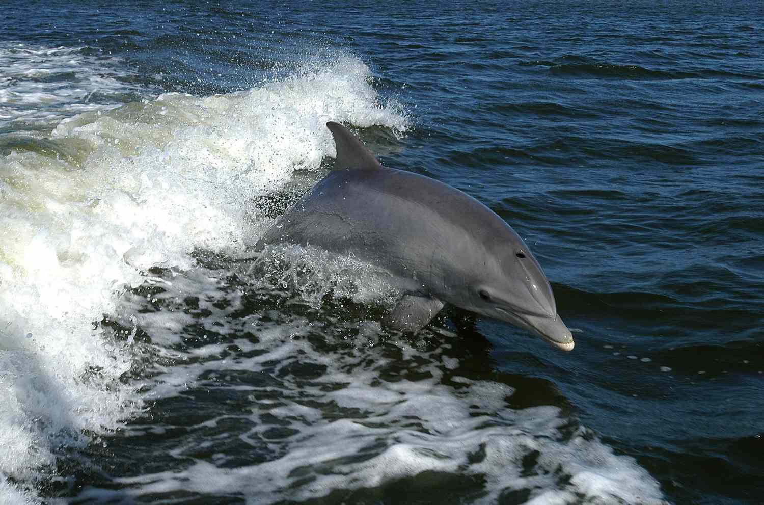 Bottlenose Dolphin