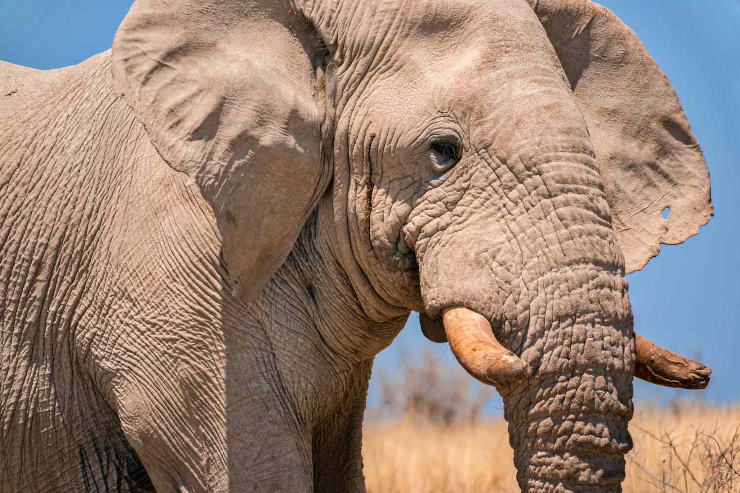 Elephants can cooperate with each other to solve problems.