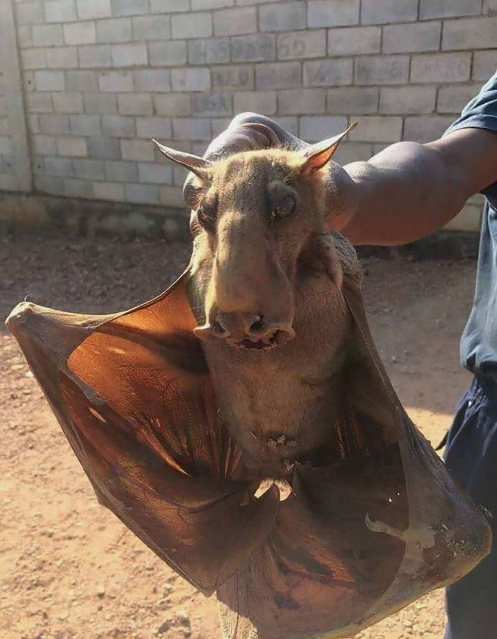 This hammer-headed bat looks unnaturally large because it is closer to the camera than its handler.