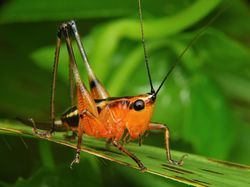 Close up of a grasshopper katydid sitting on a leaf.