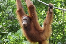 An orangutan hangs onto a rope at the Semenggoh Wildlife Rehabilitation Center in Kuching, Borneo