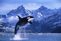 Orca Whale Breaching Glacier Bay Composite SE