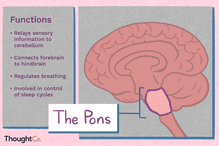 Anatomy of the pons. Functions: relays sensory information to cerebellum, connects forebrain to hindbrain, regulates breathing, involved in control of sleep cycles