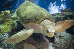 Loggerhead Sea Turtle