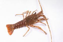 Brown spiny lobster