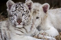 White Tiger Cubs