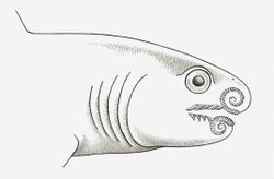 Black and white illustration of prehistoric Helicoprion shark with teeth spiralling up into its jaws, late Carboniferous to early Jurassic era