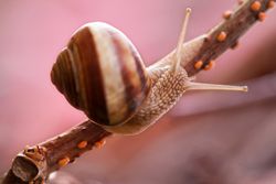 Snail on a branch.