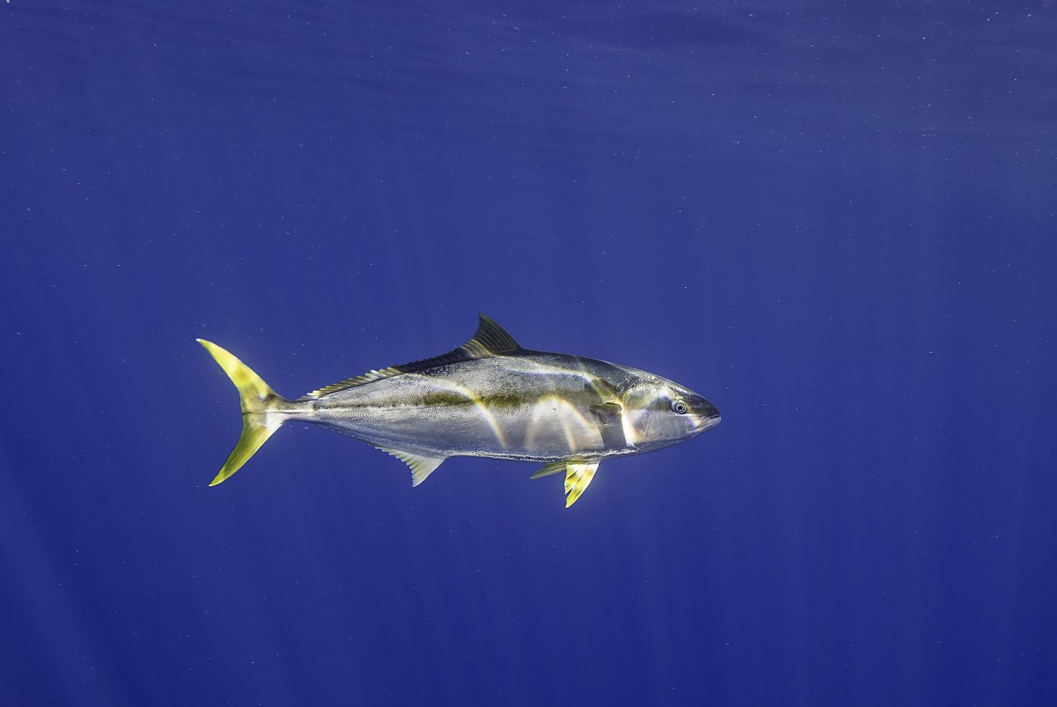 Yellow Tail Tuna in a blue ocean off the coast of mexico