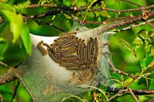 Eastern tent caterpillars on silk tent.