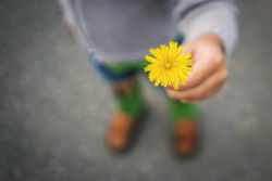 boy offering yellow flower