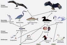 Example of a food web