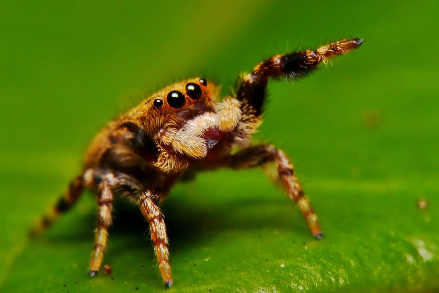 Jumping spider with raised legs.