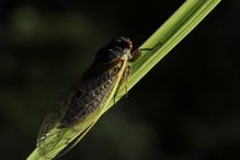 Cicada waking up