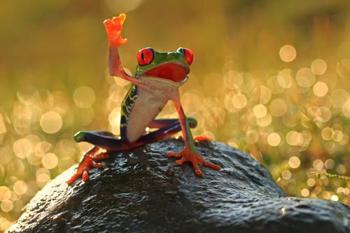 Tree frog on a rock, Indonesia