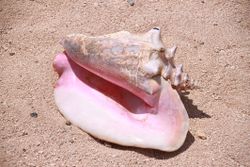 A queen/pink conch shell in the sand