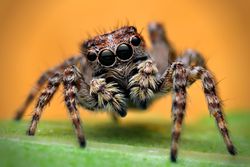 Jumping spider.