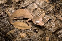 Close-up photo of satanic leaf-tailed gecko.