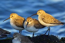 These dunlins belong to the vertebrates, one of the three groups of chordates alive today.