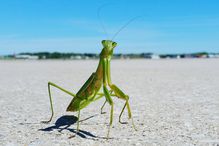 A praying mantis