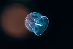 Comb jelly