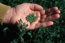 A man holding alfalfa weevil larvae